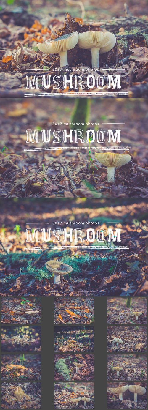Creativemarket Mushroom Pack 100593