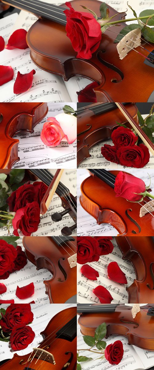 Violin, musical notes and roses bitmap