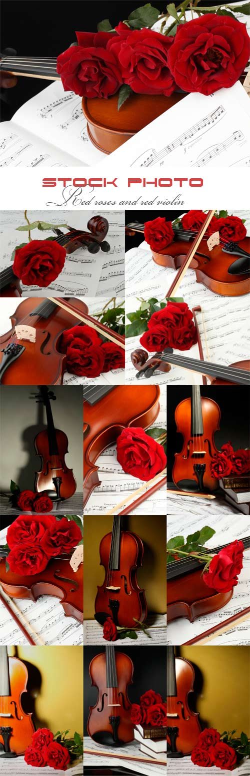 Red roses and red violin