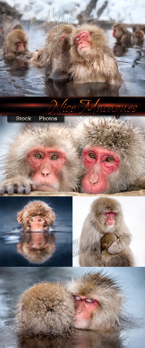 Nice Macaques