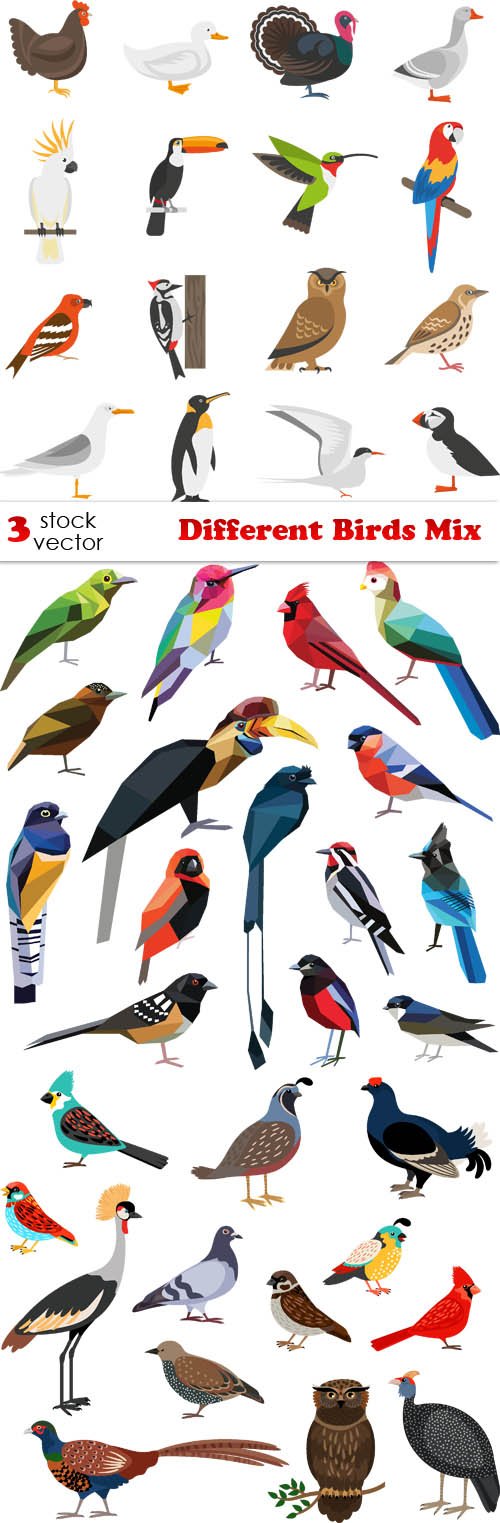 Vectors - Different Birds Mix