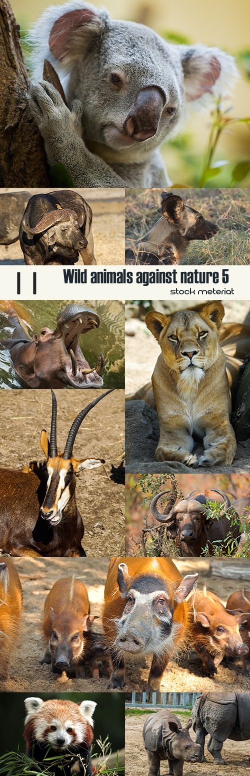 Wild animals against nature 5