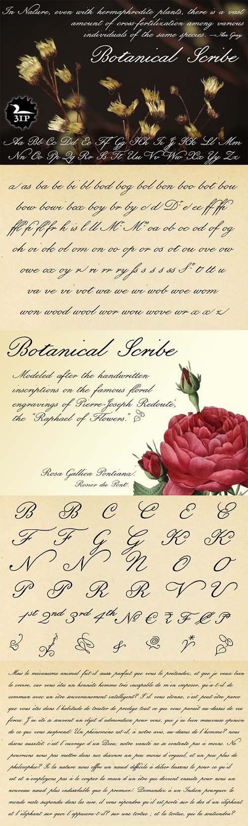 Botanical Scribe Font