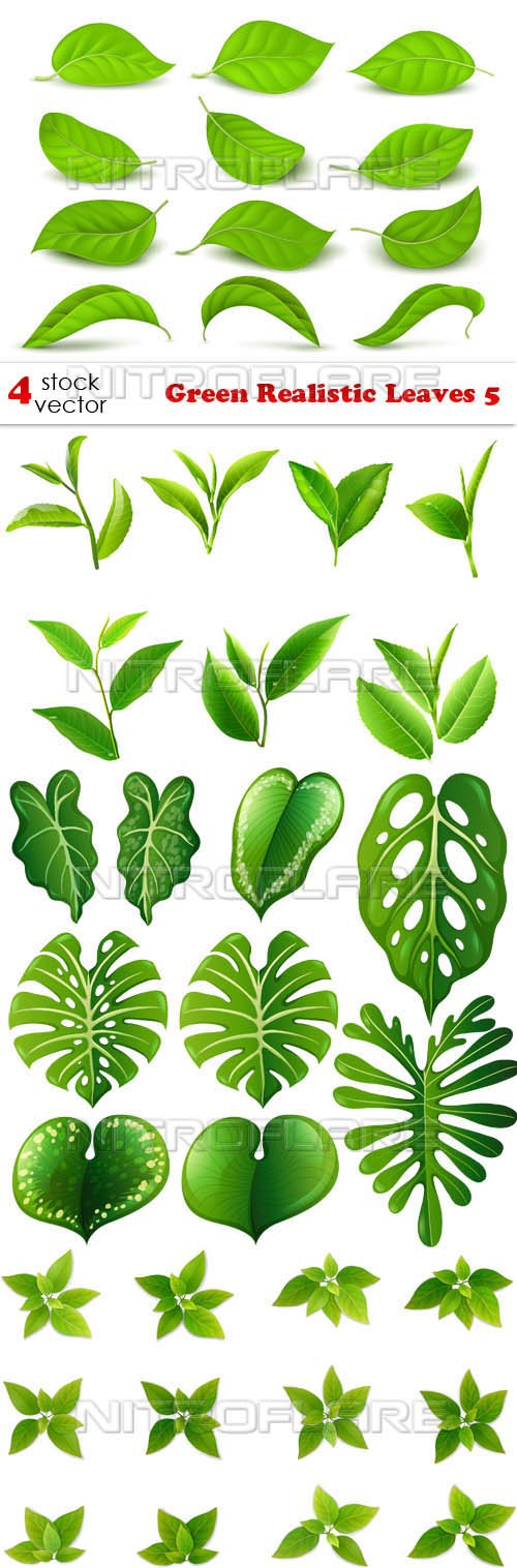 Vectors - Green Realistic Leaves 5