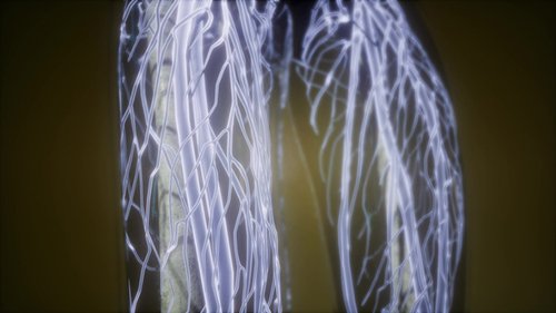 Human Body with Glow Blood Vessels 21978226