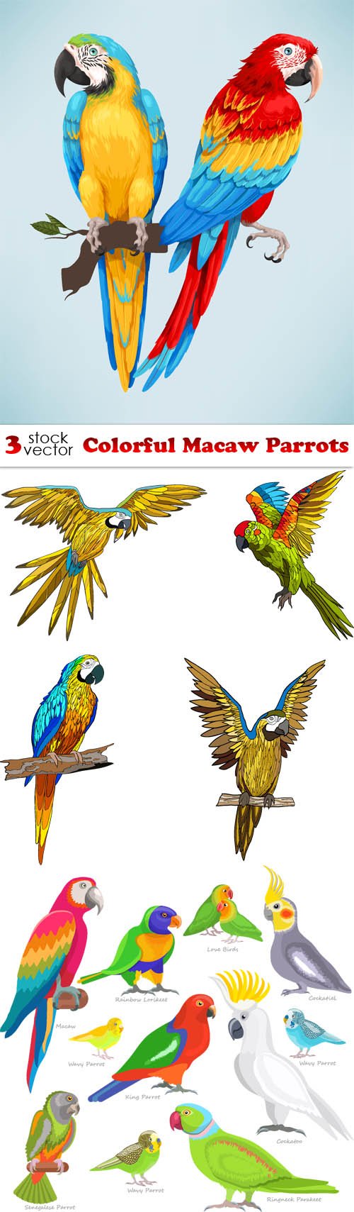 Vectors - Colorful Macaw Parrots