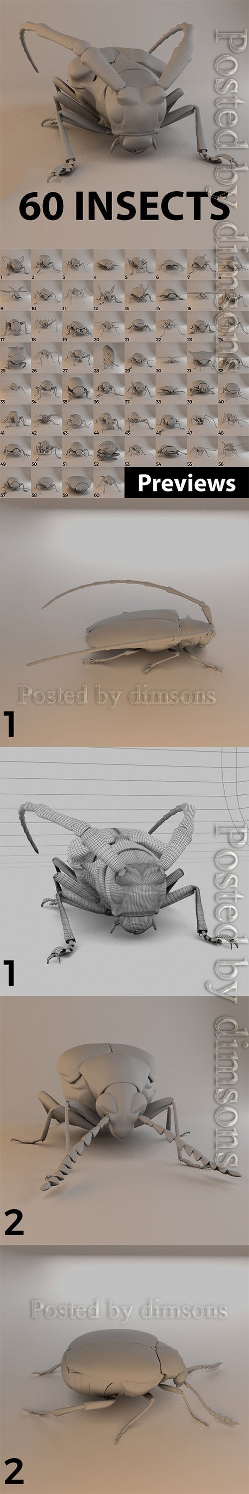 Insects - Beetles Pack - 60 Species 3D model