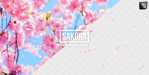 Sakura | Cherry Blossom 19587351