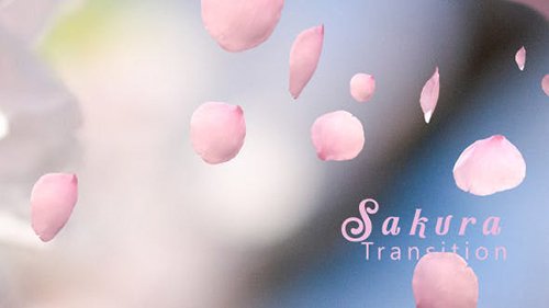 Sakura Cherry Blossom Transition 21347420
