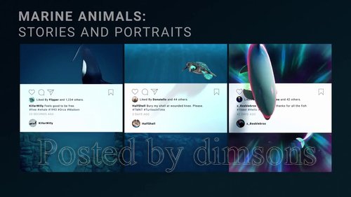Marine Animals Stories & Portraits 219197