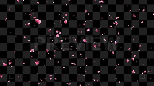 MotionArray - Pink Rose Leaves 228999