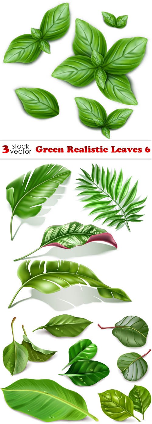 Vectors - Green Realistic Leaves 6