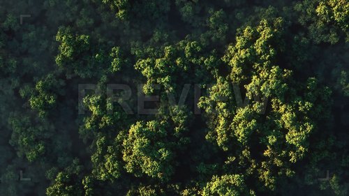 MotionArray - Green Forest Top View 230413