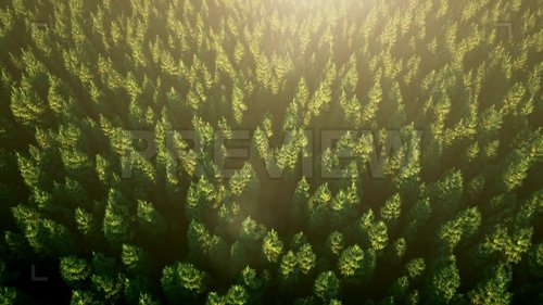 MotionArray - Fir Forest At Sunrise 230418