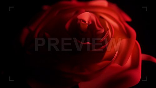 MotionArray - Single Red Rose Close Up 230407