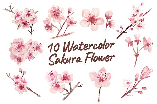 10 Watercolor Sakura Flower Illustration Graphics