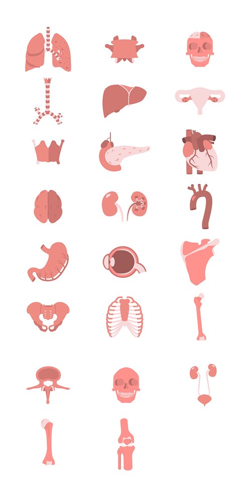 23 Human Anatomy Vector Icons