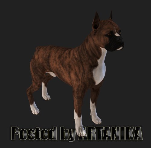 Bull Terrier 3D Model Template