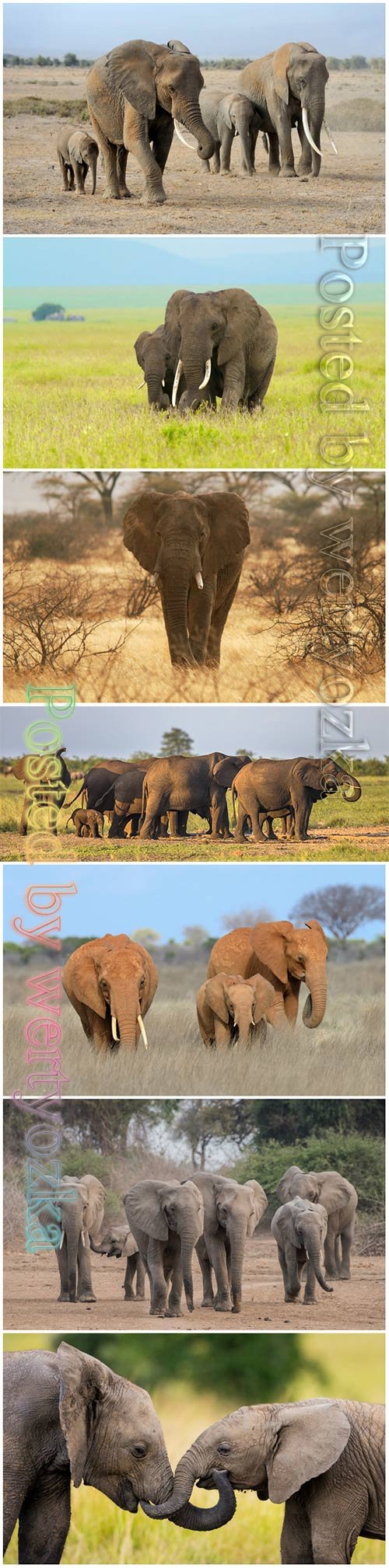 African elephants beautiful stock photo