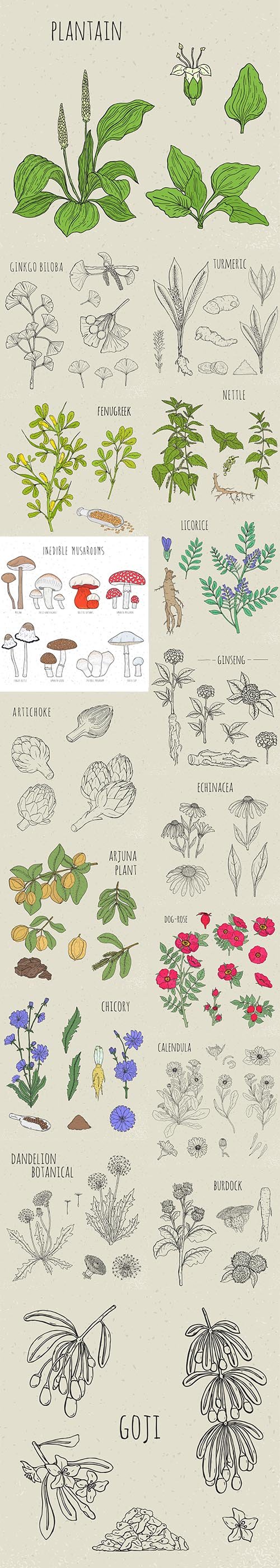Medical Botanical Isolated Illustration Plant Hand-Drawn Set