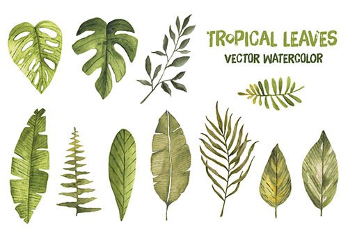 Watercolor vector tropical leaves palm leaf exotic jungle