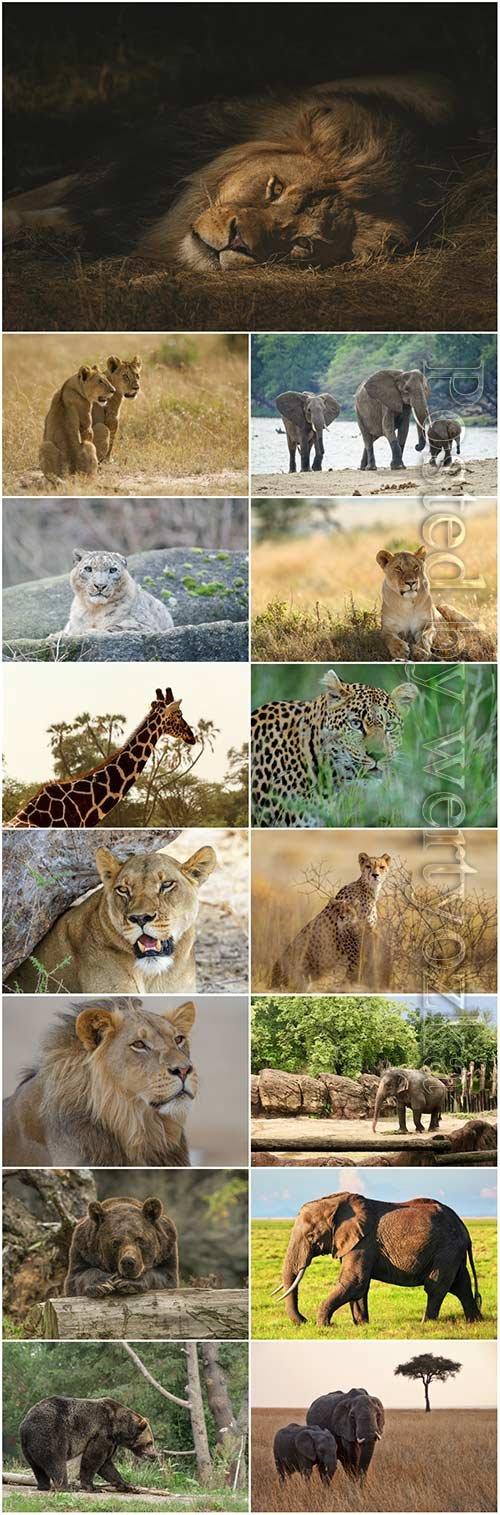 Animals lion, giraffe, elephant, bear stock photo set