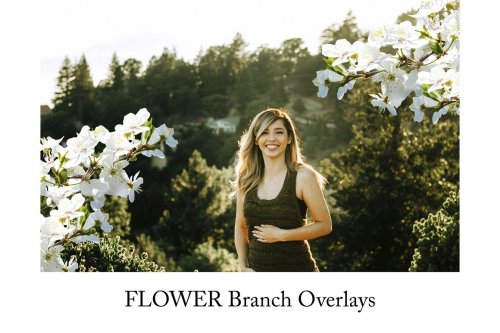 CreativeMarket - Flower Branch Overlays, PNG 5264581