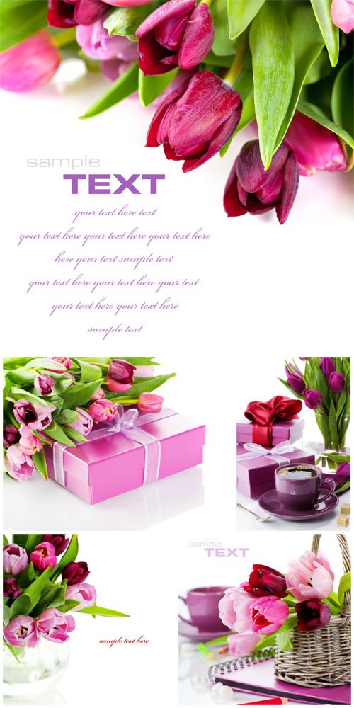 Tulips and gift boxes stock photo