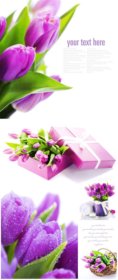 Lilac tulips on white background stock photo