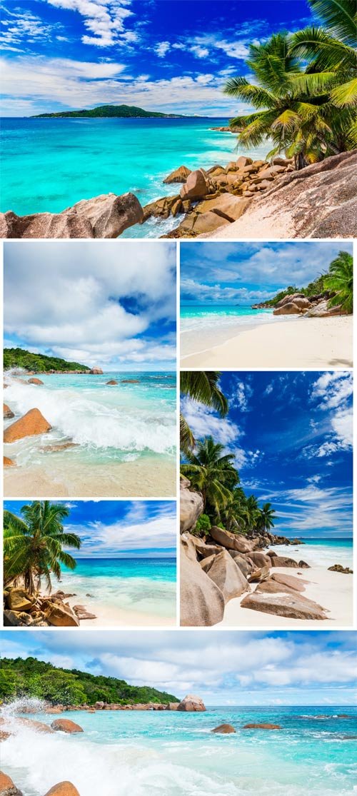 Palm trees and rocks by the sea stock photo