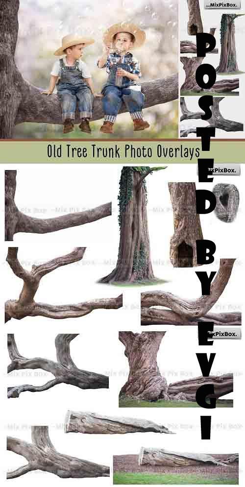 Old Tree Trunk Photo Overlays - 6116946