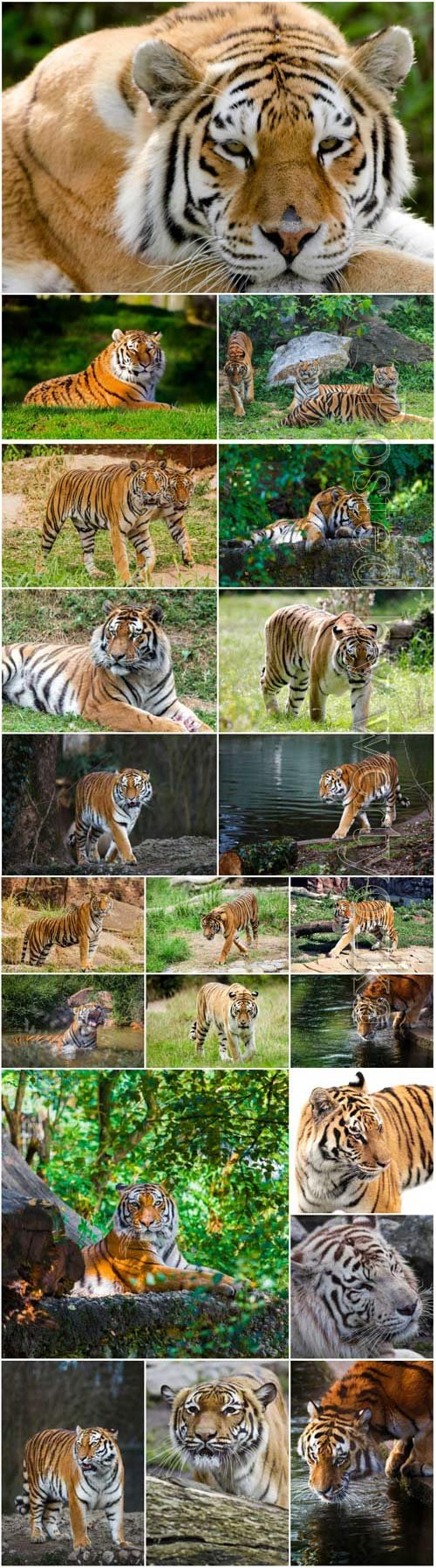 Collection of beautiful tigers stock photo
