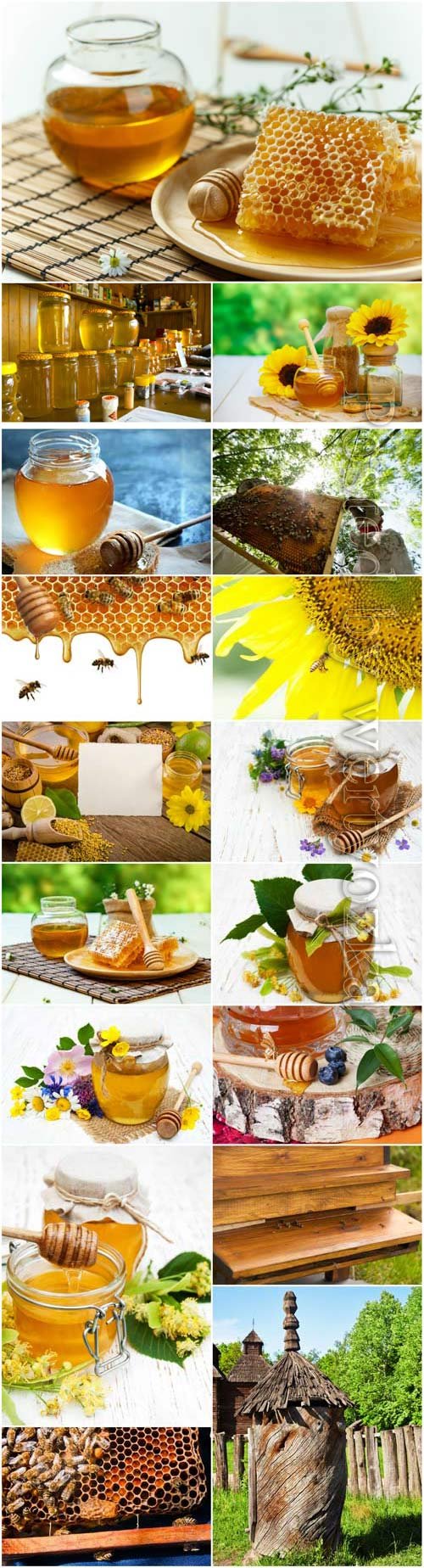 Bees and honey stock photo