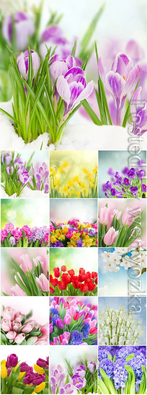 Tulips, hyacinths and daffodils stock photo