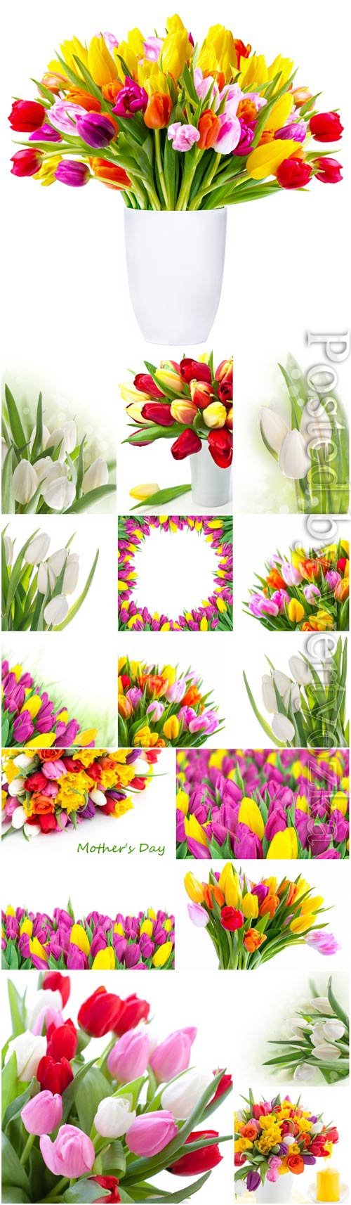 Tulips of different varieties stock photo