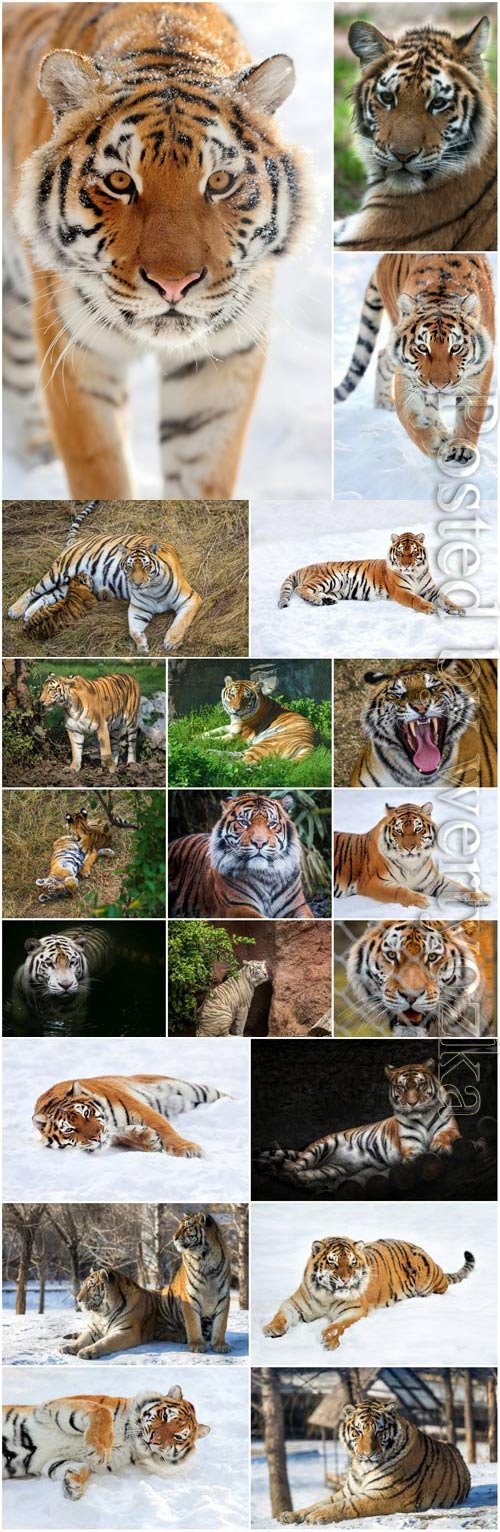 Tigers lovely set stock photo