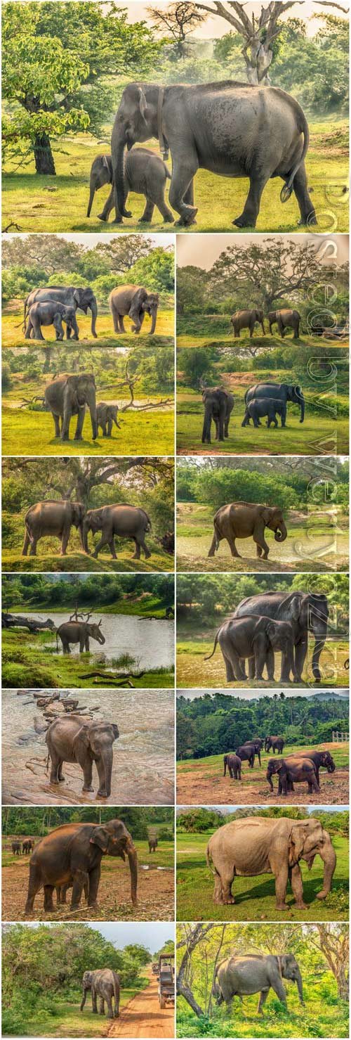 Elephants and little elephants in nature stock photo