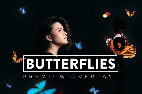 30 Real Butterflies Overlay - 6419316