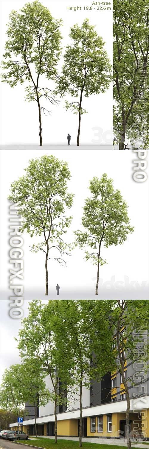 3D Models Ash Tree 6