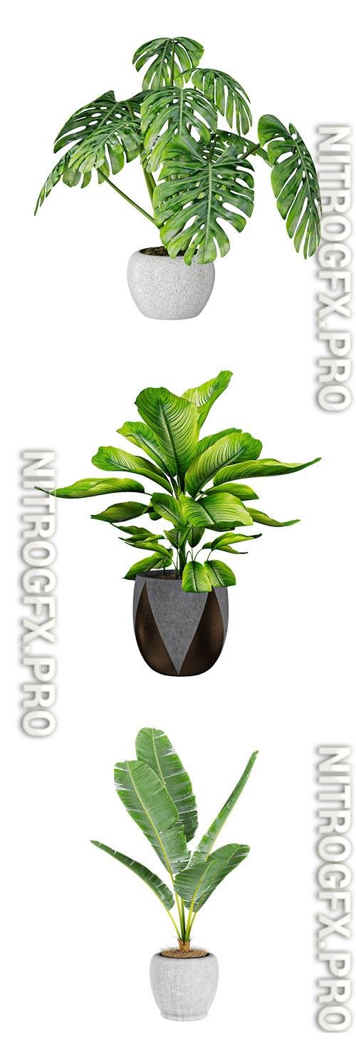 Banana plant, Monstera, Dieffenbachia 3D Model
