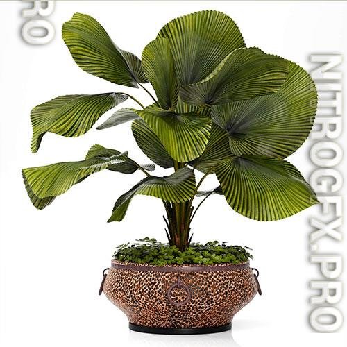 Licuala plants 09 3D Model