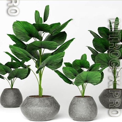 Licuala plants 08 3D Model
