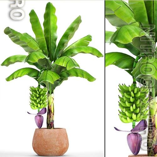 Japanese banana plant 1 3D Model