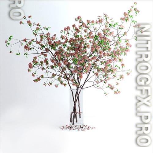 Dogwood pink flowers 7 3D Model