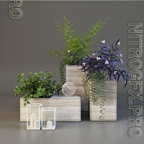 Decorative plants set 6 3D Model