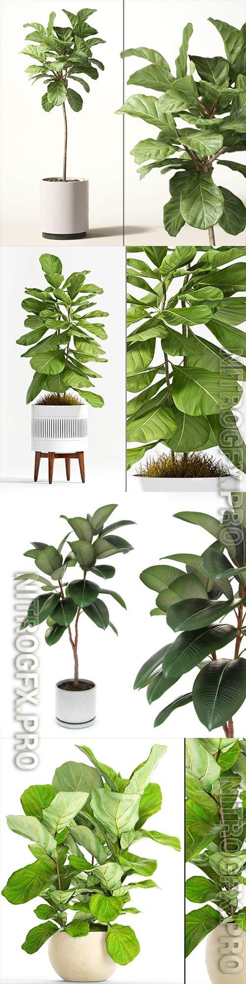 Ficus plant collection 3D Model