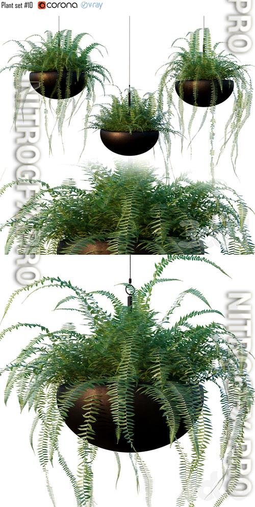 Nephrolepis cordifolia Plant set 10 3D Model