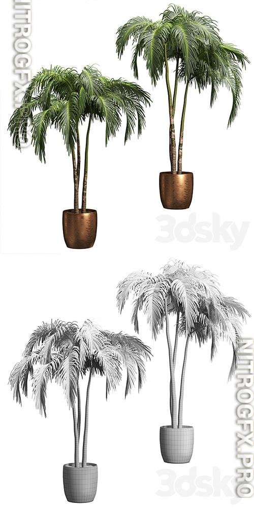Palms in Tubs 6 Models 3D Models
