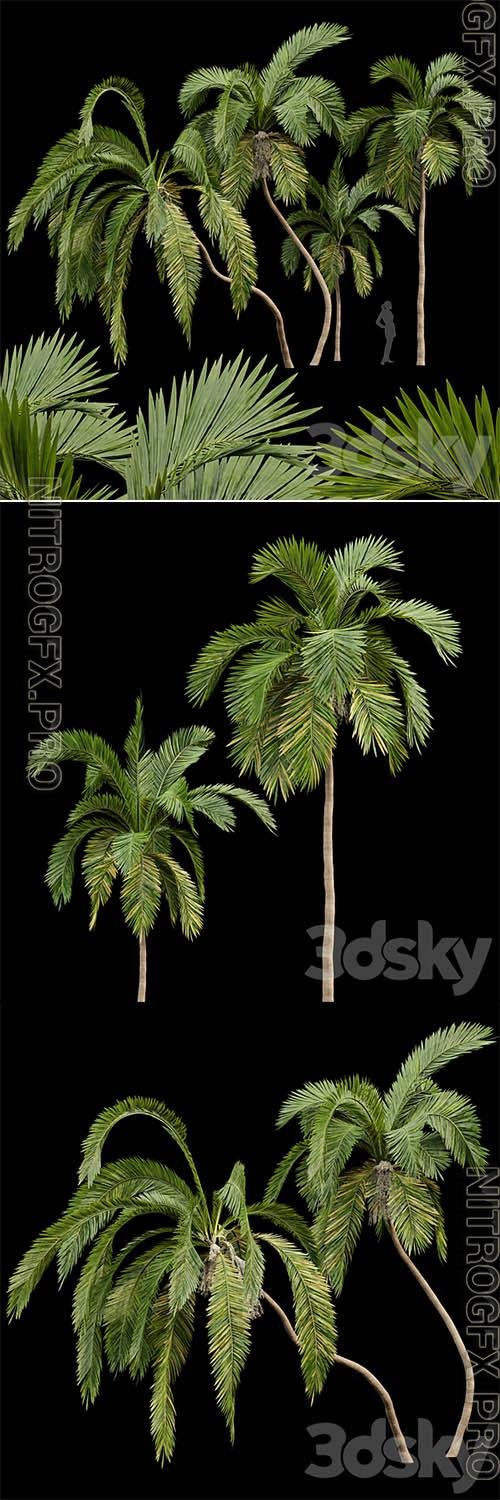 Queen Palm 4 Trees Syagrus Romanzoffiana 3D Models