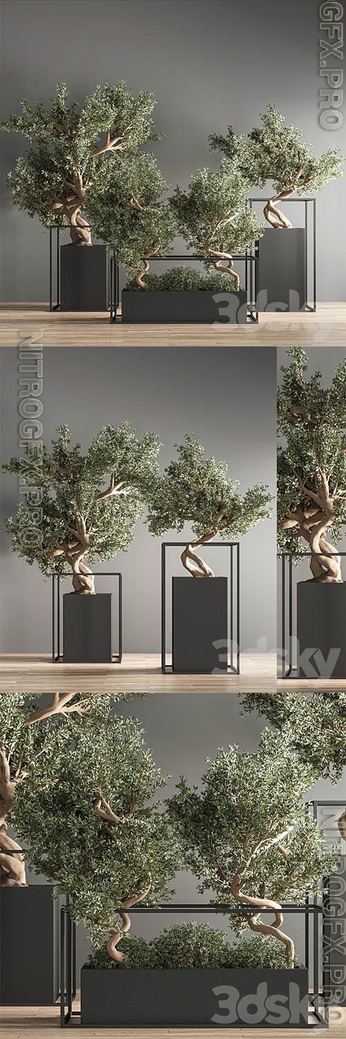 Indoor Plant Bonsai Set 24 3D Models